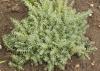 800x600-1626118725631_sedum_1308.jpg