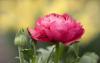 800x600-1631035213614_ranunkulyus-asian-buttercup-wallpaper-preview.jpg
