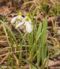 800x600-1637583100710_snowdrop_0269-1.jpg