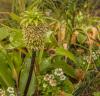 800x600-1639948121510_Eucomis_4503-1.jpg