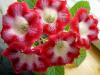 800x600-1642677129637__TigreRed2.jpg