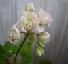 800x600-1644151437267_pelargonij-appleblossom2.jpg