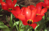 800x600-1624658552321_24.6MadameLefeber.png