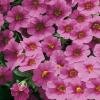 800x600-1550661014967_million_bells_trailing_pink1.jpg