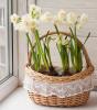 800x600-1600013960993_narcissus_1045-1.jpg