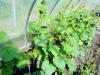 800x600-1587975175902_IMG_2018-08-25_141638-EFFECTS.jpg