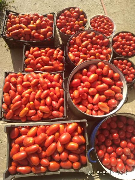 Сорт помідорів кібіц