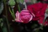 800x600-1625354457664_13463664043_cc42c34d2e_k.jpg