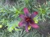 800x600-1749459961262_IMG_8422.jpeg