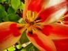 800x600-1625524038300_5.7Pinocchio5.jpg