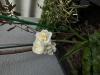 800x600-1745414719651_IMG_7534.jpeg