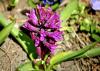 800x600-1629578270599_21.8_PurpleSensation2.jpg
