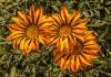 800x600-1616021684173_gazania_4122.jpg