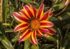 800x600-1616021684304_gazania_4124.jpg