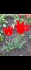 800x600-1652382971709_Screenshot_20220512-215348_Gallery.jpg