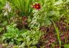 800x600-1598962972594_flowerbed_5211.jpg