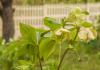 800x600-1599034437586_Hellebore_5489.jpg