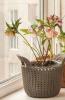 800x600-1599038204339_hellebore_3907-1.jpg