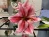 800x600-1715708011278_IMG_6977.jpeg