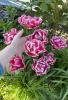 800x600-1731686283836_IMG_8087.jpeg