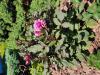 800x600-1754650279239_1000040772.jpg