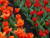 800x600-1633559330961_6.10TulipEarlyHarvest5_.jpg
