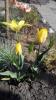 800x600-1556284618108__YellowSpringgreen.jpg