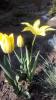 800x600-1556284618453__YellowSpringgreen_2.jpg