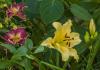 800x600-1613747581503_lily_9238.jpg