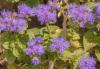 800x600-1613754677985_Ageratum_9781.jpg