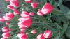 800x600-1588491615131_20200503_062433.jpg
