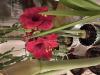 800x600-1736788135311_IMG_9893.jpeg