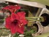 800x600-1736788135693_IMG_9895.jpeg
