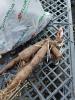 800x600-1732305935660_IMG_20241117_124256.jpg