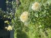 800x600-1783023483833_IMG_8504.jpeg