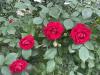 800x600-1783104912529_IMG_8388.jpeg