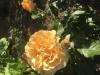 800x600-1559364159634_image.jpg
