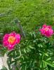 800x600-1738349770844_IMG_9921.jpeg