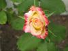 800x600-1630359286673_30.8Gorgeous_3.jpg
