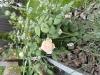 800x600-1728748538645_IMG_8843.jpeg