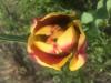 800x600-1620501021883_1779EFF7-9D55-4AE4-8BD4-862C16299DC3.jpeg