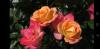 800x600-1676978541268_Screenshot_20230221-131845.jpg