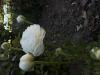 800x600-1752949017345_IMG_2417.jpeg