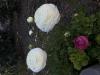 800x600-1752949017733_IMG_2416.jpeg