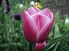 800x600-1588447788870_DSC00299.JPG.jpg