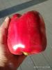 800x600-1599503618509_IMG_2019-09-14_173630.jpg