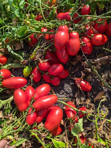 Смачна якість індетермінантних помідорів
