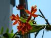 800x600-1631571532433_14.9EpidendrumOrange_9.jpg