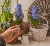 800x600-1597478794558_hyacinth_7777.jpg