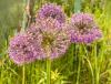 800x600-1597648569828_allium_2825.jpg